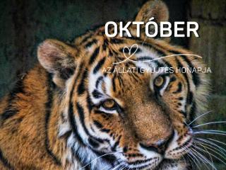 llatbart olvas kihvs - oktber