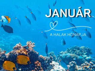 �llatbar�t Olvas� Kih�v�s - 2026. janu�r