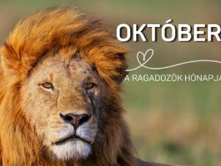 �llatbar�t K�nyvt�ri Program - 2026. okt�ber
