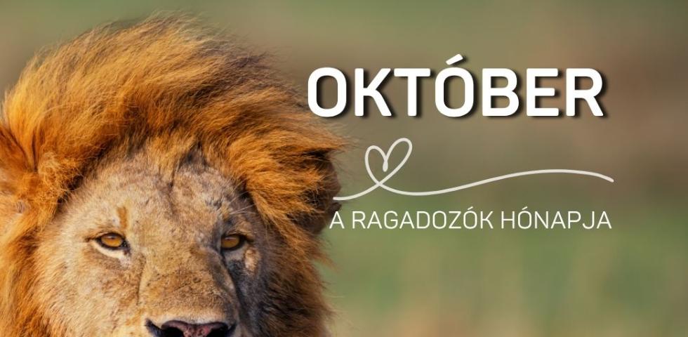 �llatbar�t K�nyvt�ri Program - 2026. okt�ber
