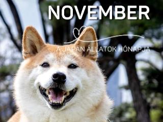 llatbart olvas kihvs - 2025. november