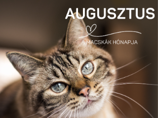 �llatbar�t K�nyvt�r Program - 2026. augusztus