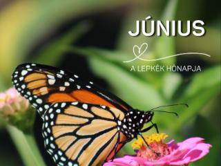 �llatbar�t K�nyvt�ri Program - 2026. j�nius