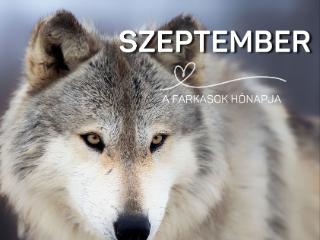 �llatbar�t K�nyvt�ri Program - 2026. szeptember